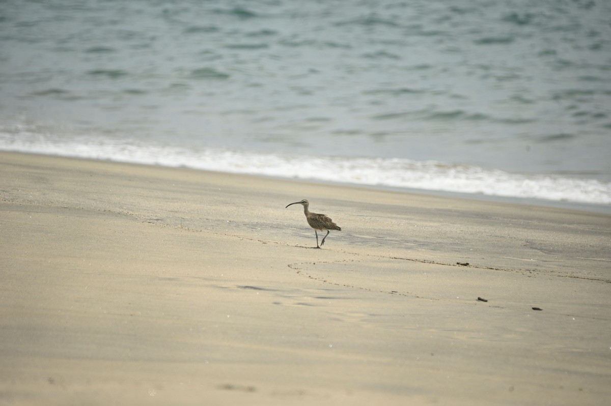 Hudsonian Whimbrel - ML646695870