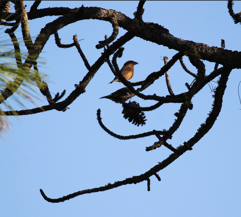 Red Crossbill - ML646695874