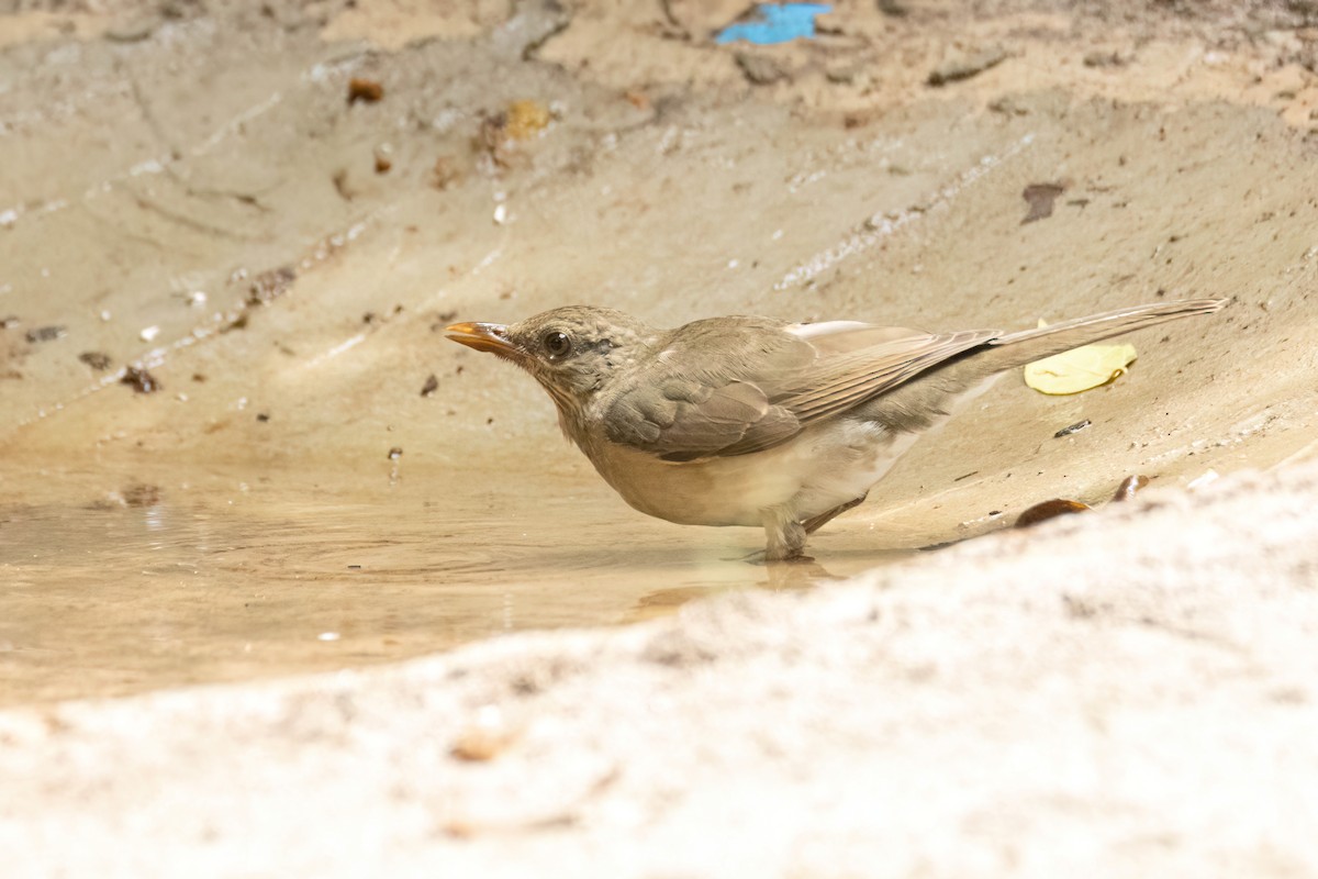 Merle africain - ML646695876