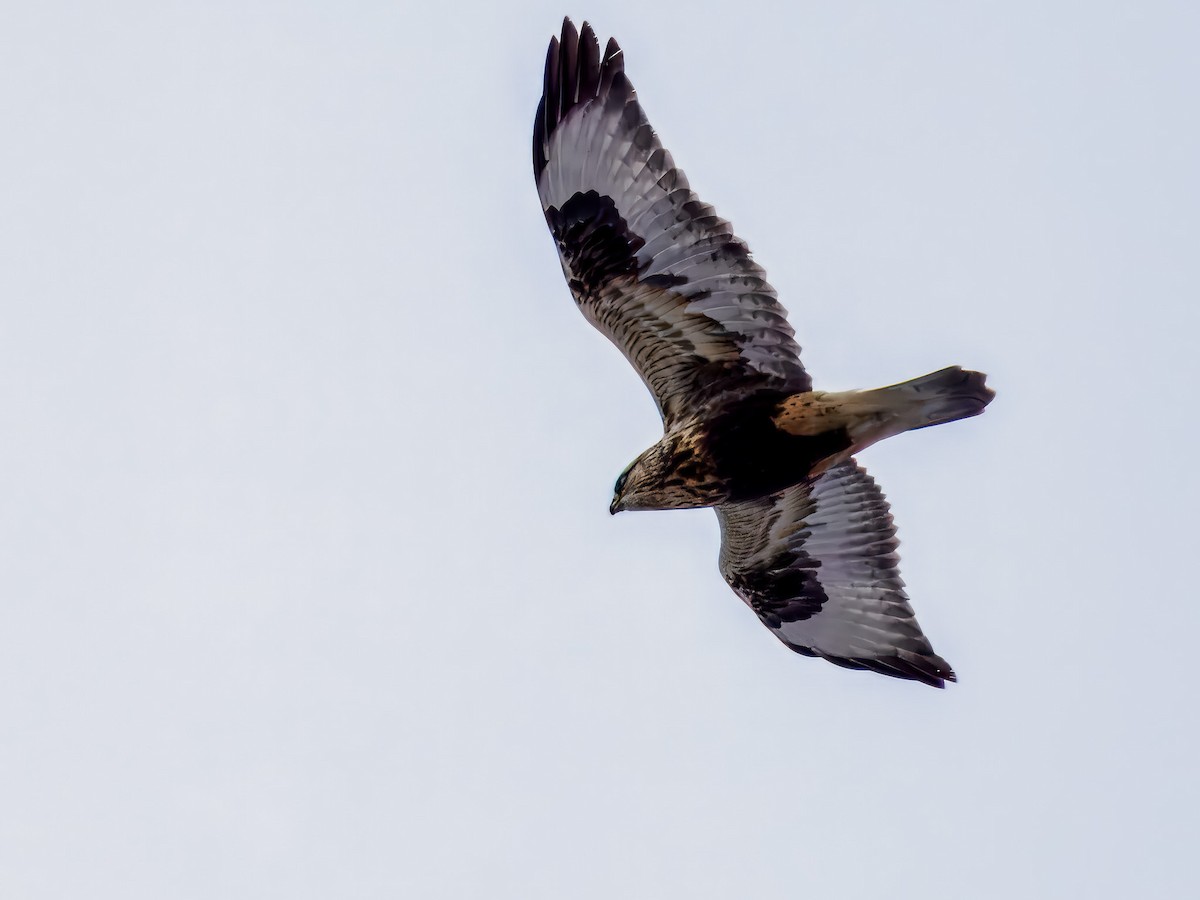 Buse pattue - ML646695878