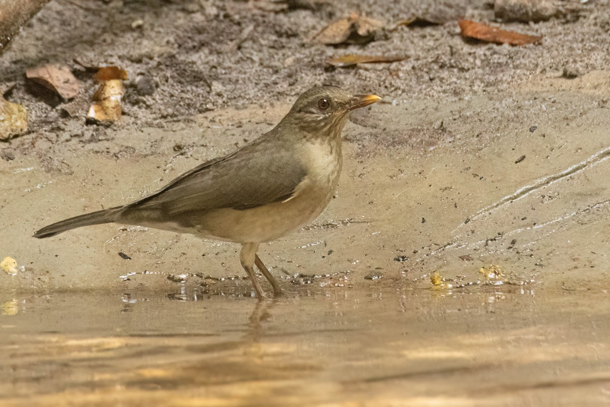 Merle africain - ML646695879