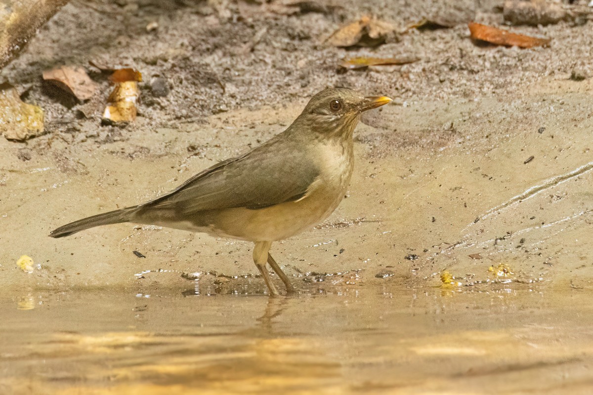 Merle africain - ML646695880