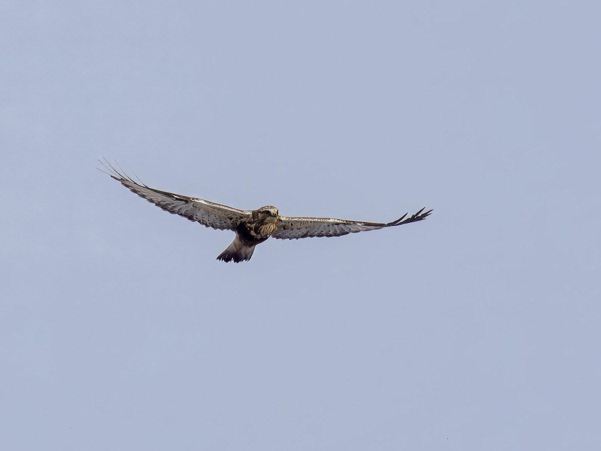 Buse pattue - ML646695887