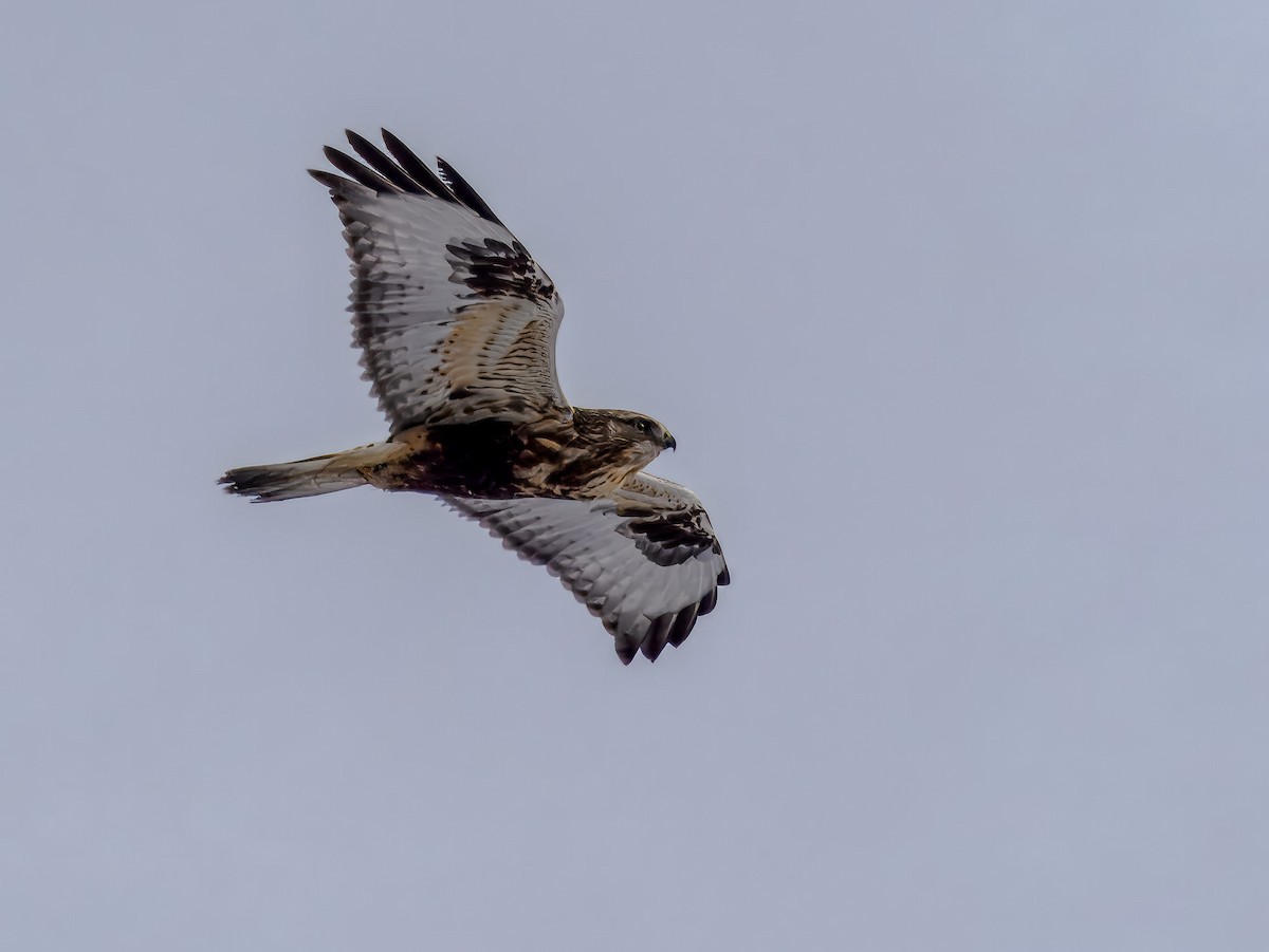 Buse pattue - ML646695891