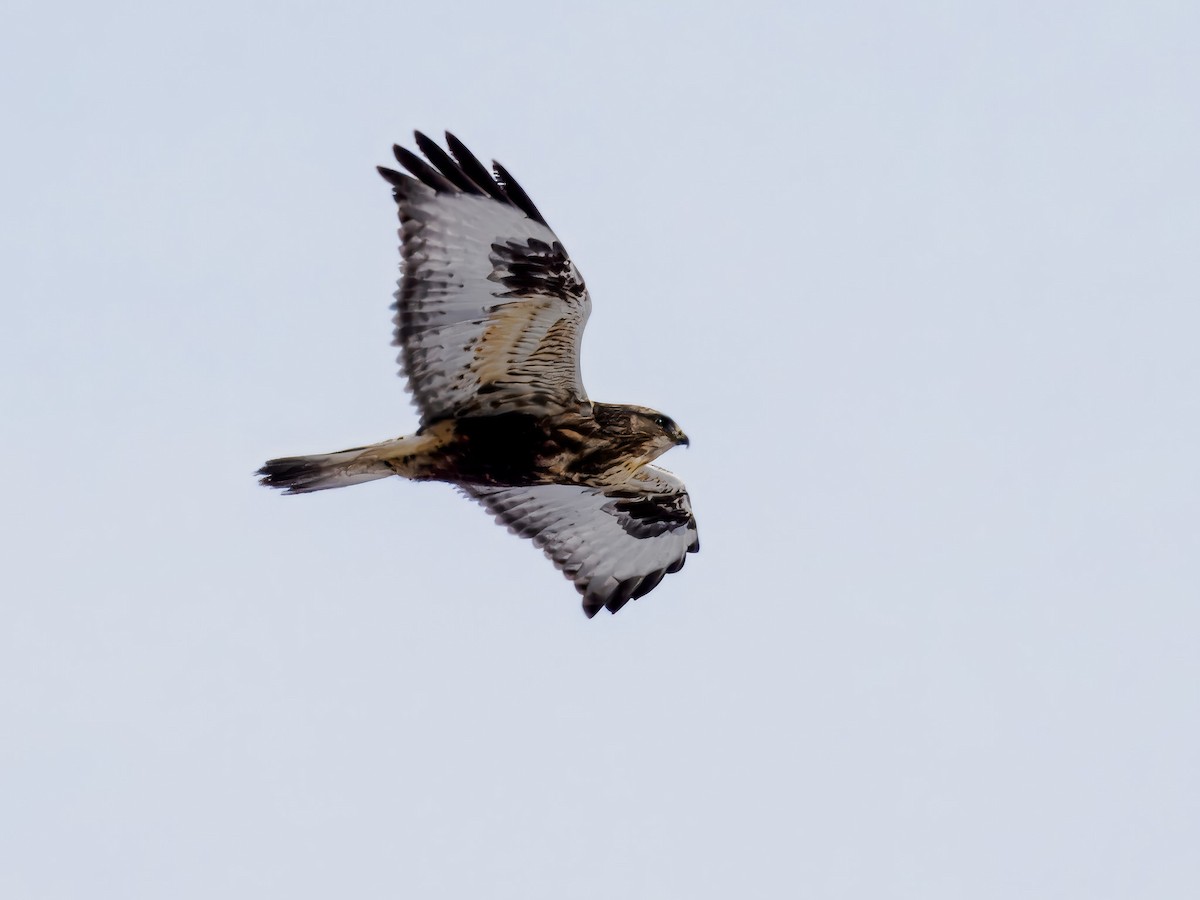 Buse pattue - ML646695892