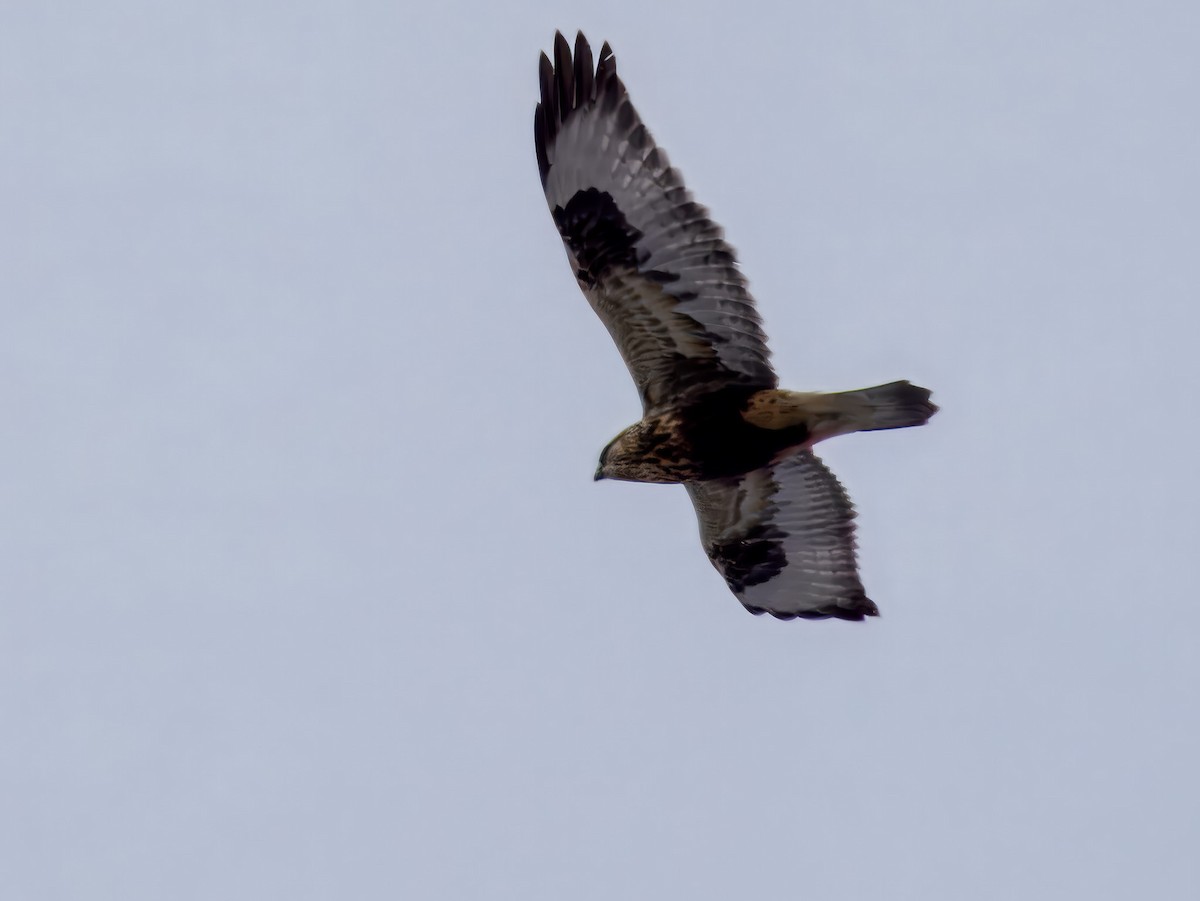 Buse pattue - ML646695893