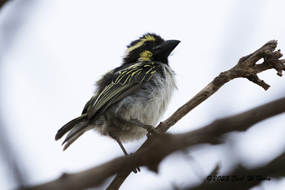 Лібія-зубодзьоб мала - ML646695895