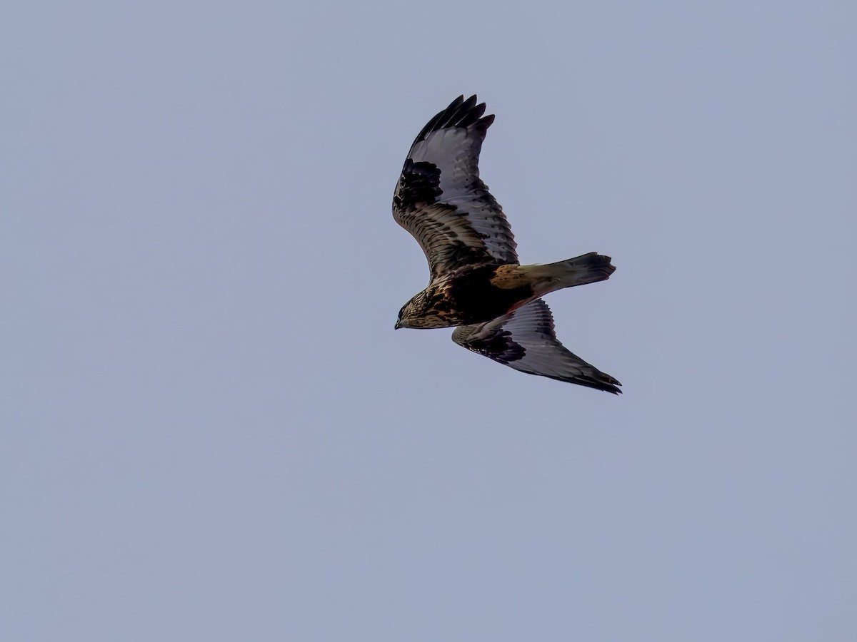 Buse pattue - ML646695896