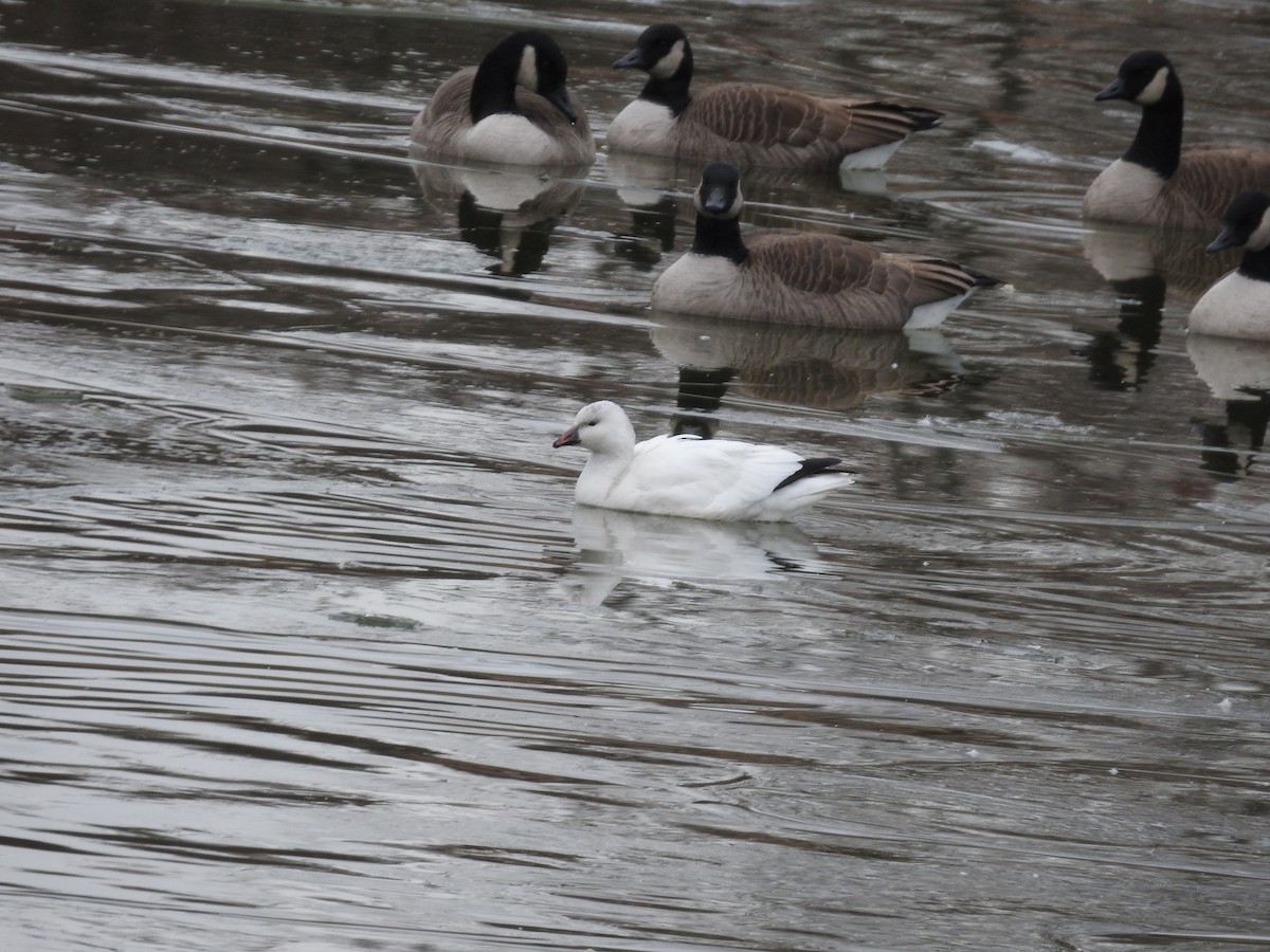 Snow x Ross's Goose (hybrid) - ML646695897