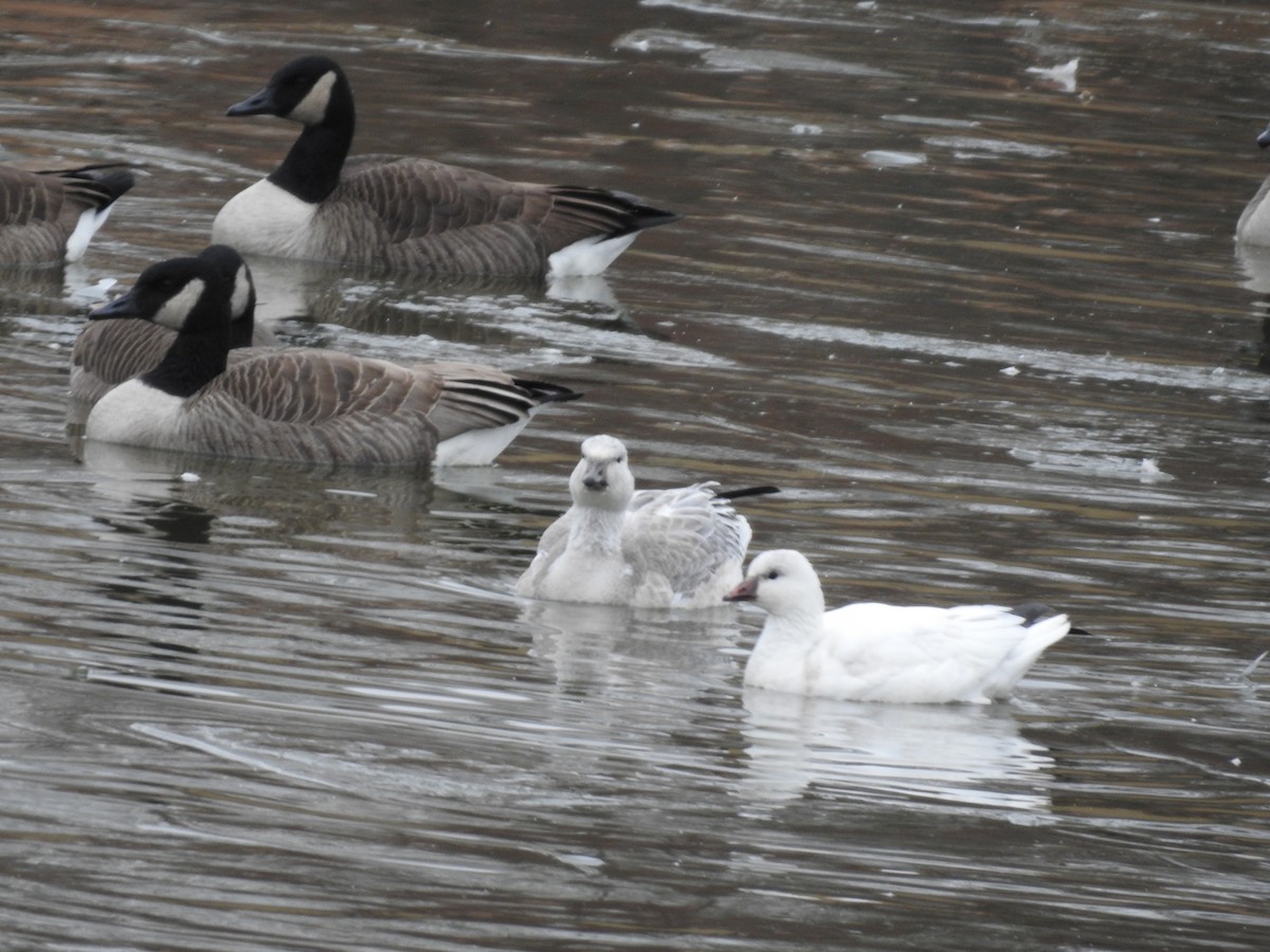 Snow x Ross's Goose (hybrid) - ML646695898