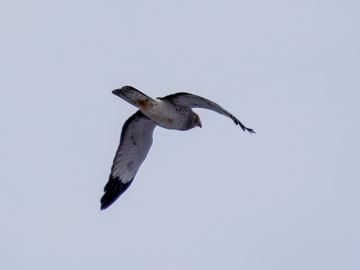 Busard des marais - ML646695899