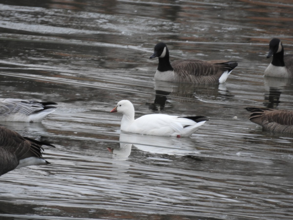Snow x Ross's Goose (hybrid) - ML646695900
