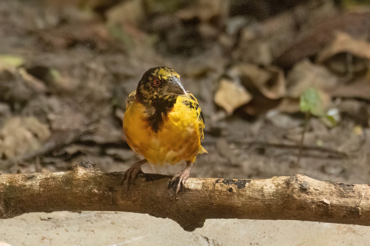 Tisserin gendarme - ML646695901