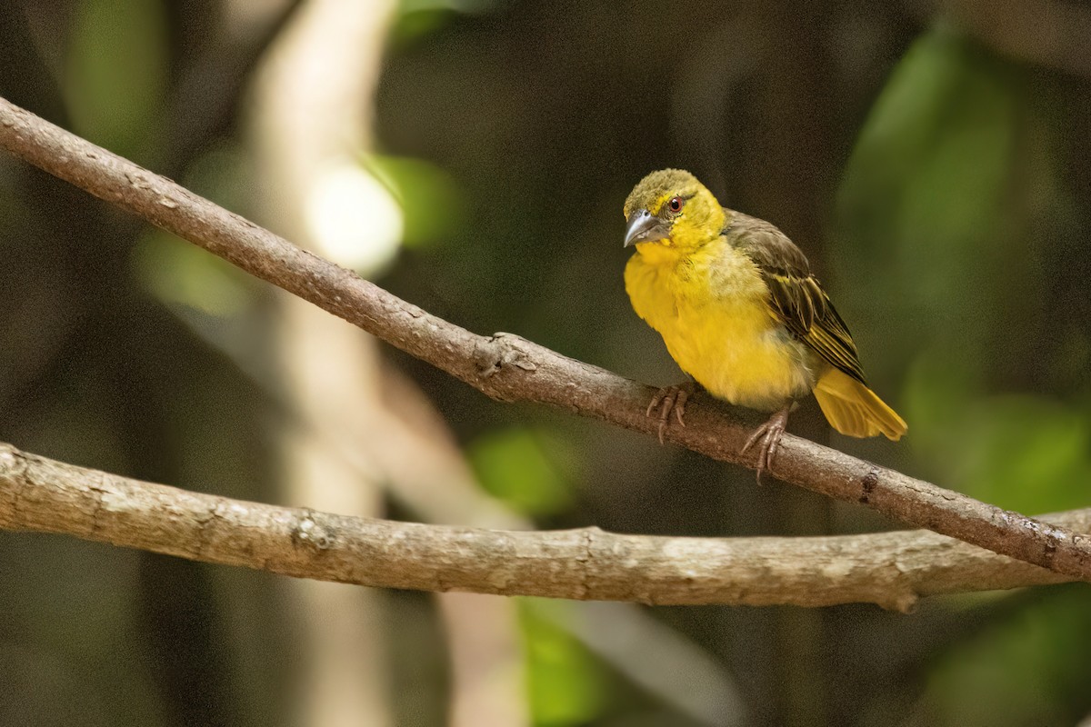 Tisserin gendarme - ML646695902