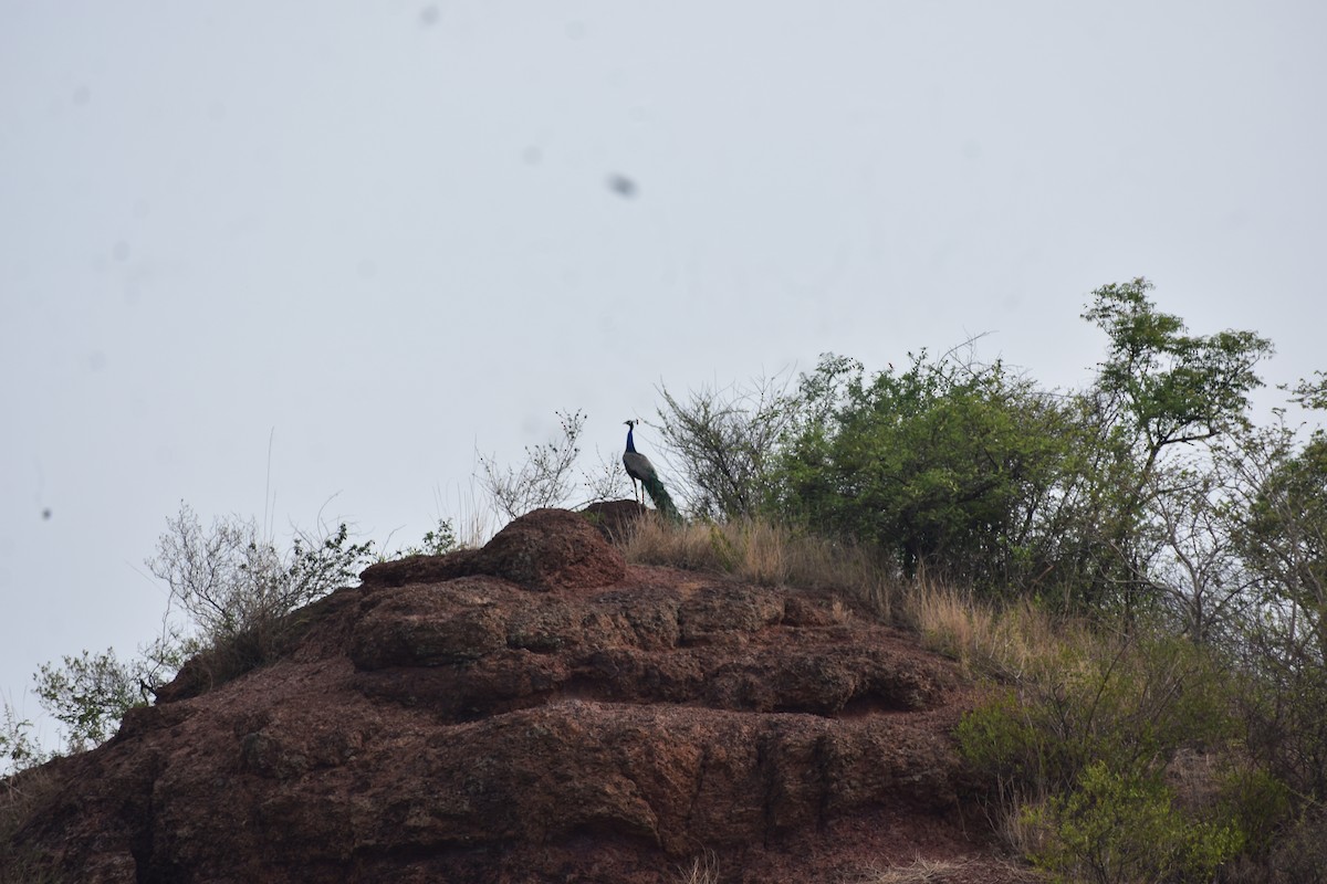 Indian Peafowl - ML646695903