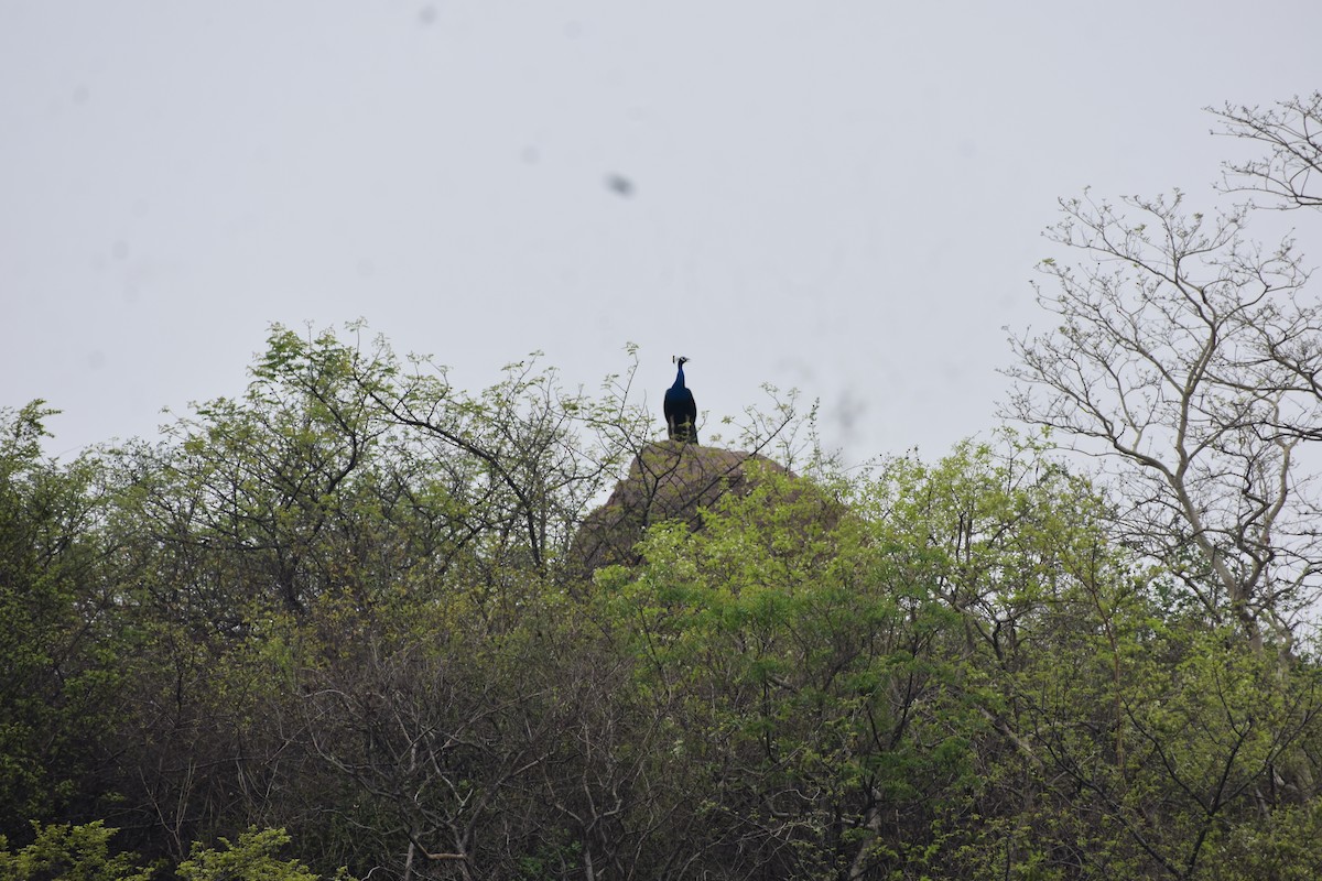 Indian Peafowl - ML646695904