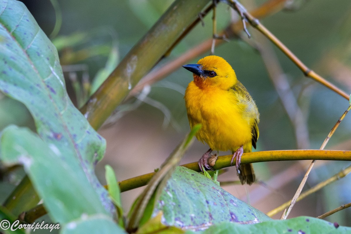 Tejedor Anaranjado - ML646695906