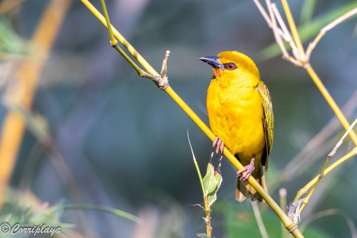 Tejedor Anaranjado - ML646695907