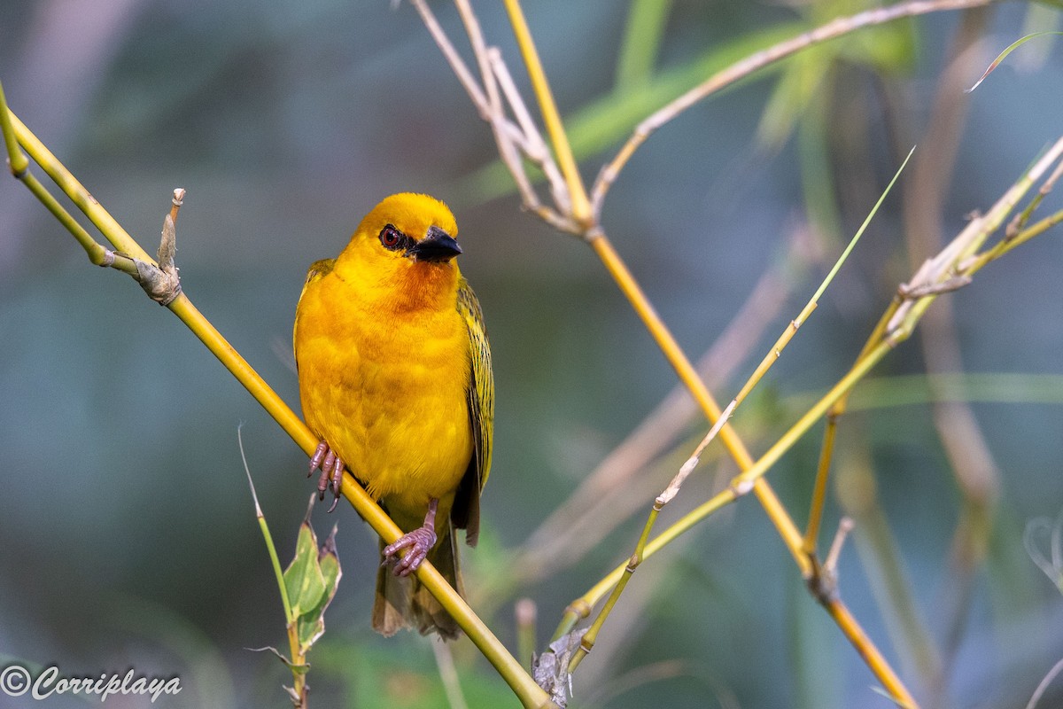 Tejedor Anaranjado - ML646695908