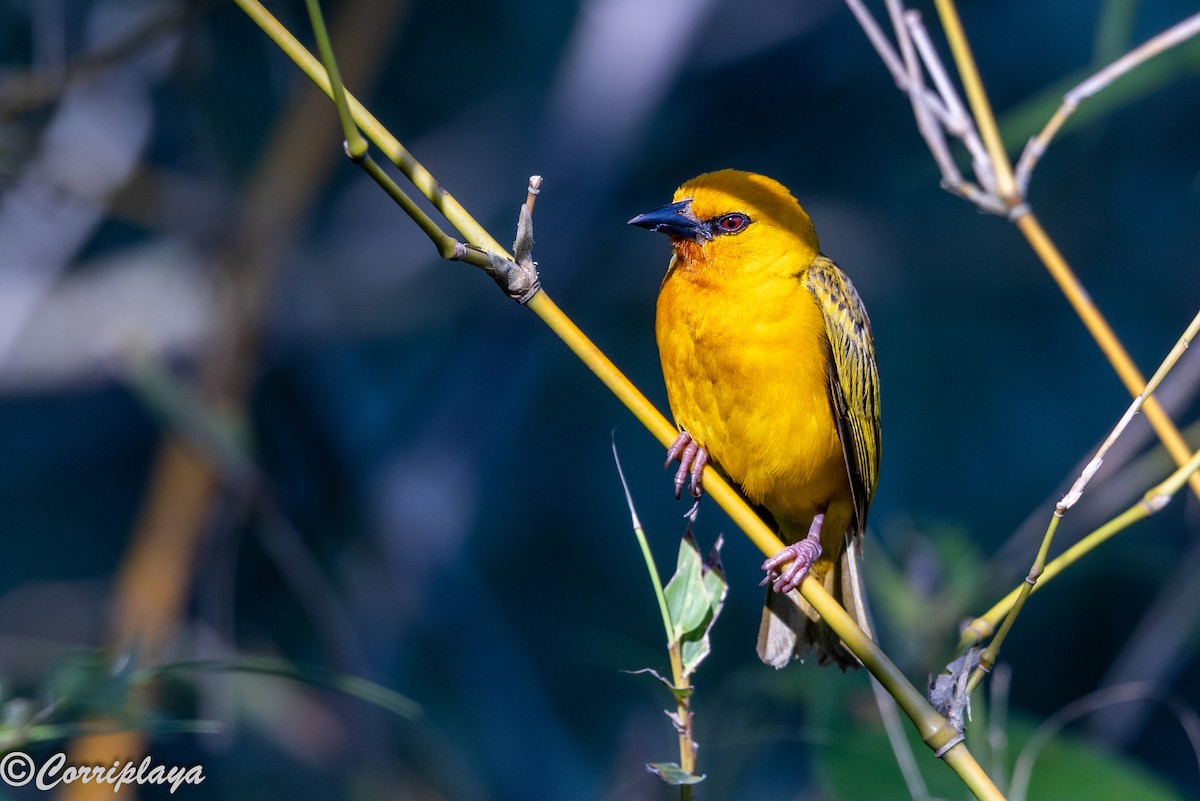 Tejedor Anaranjado - ML646695909