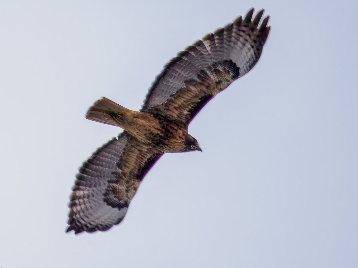 Buse à queue rousse - ML646695911