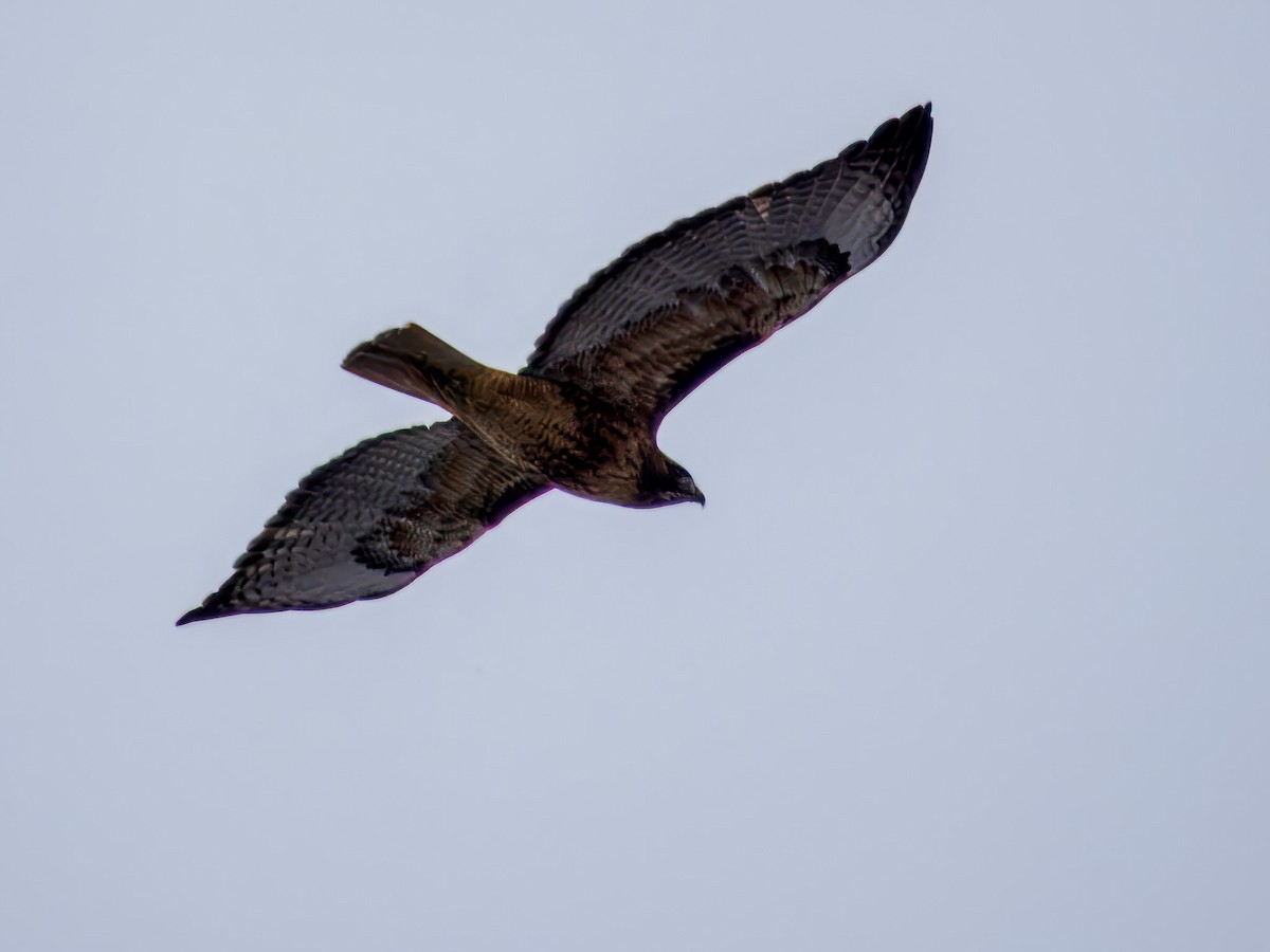 Buse à queue rousse - ML646695912