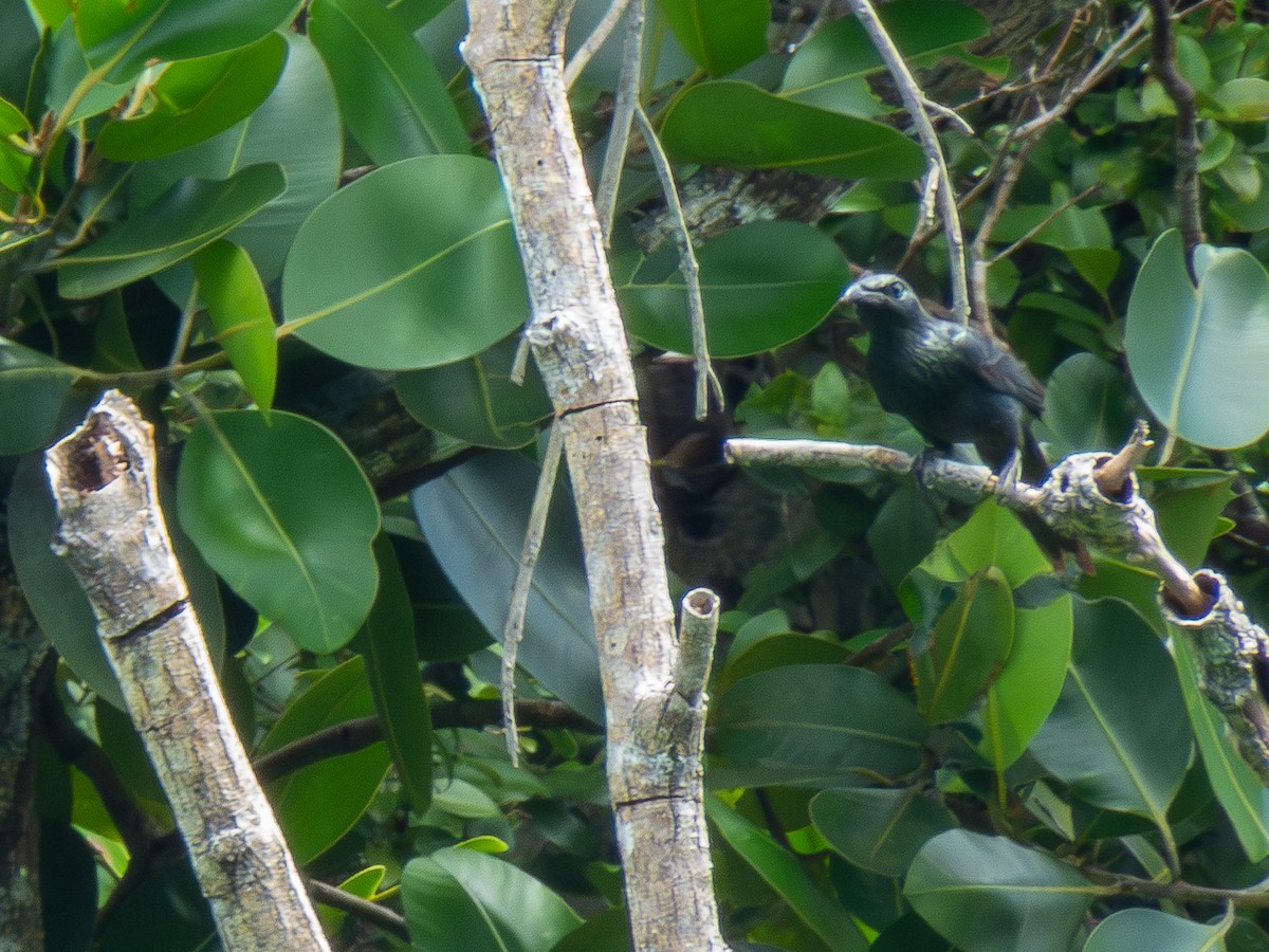 Молуккский скворец - ML646695913