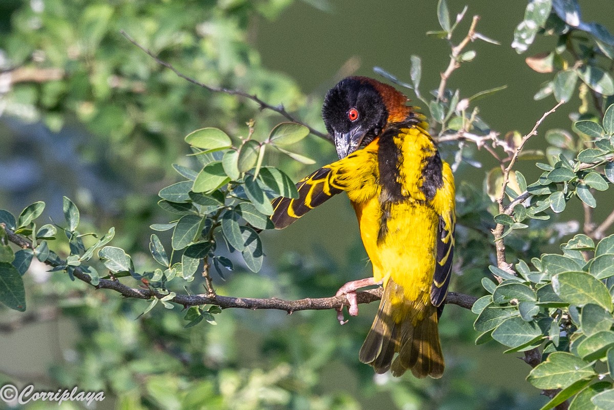 Tejedor Africano - ML646695917