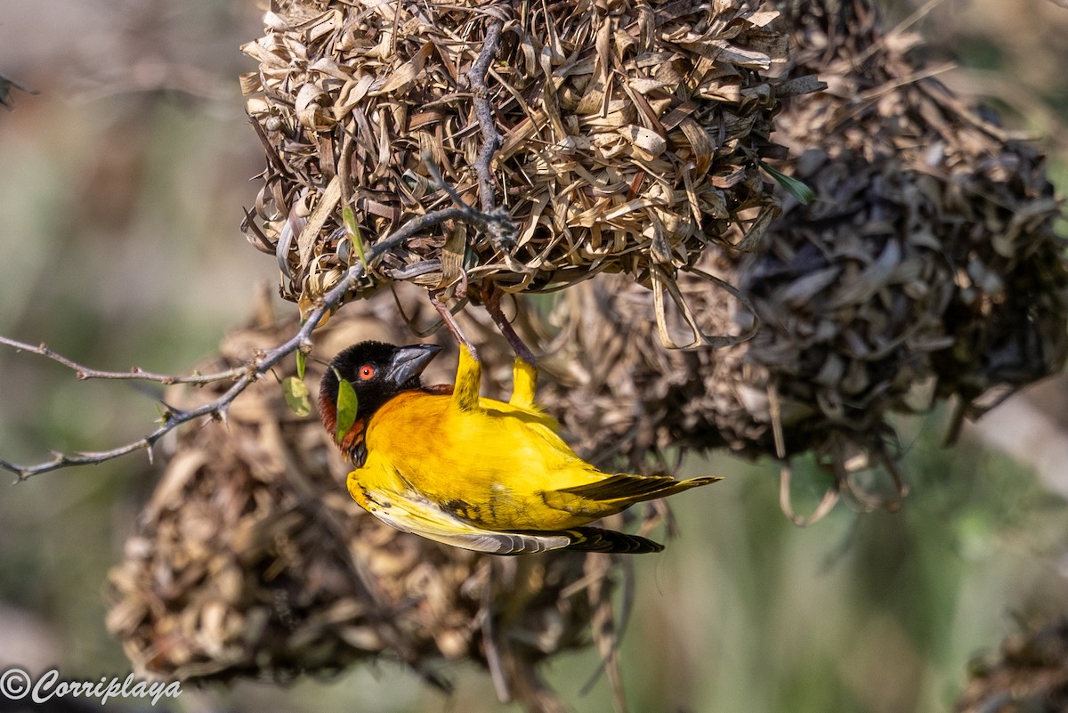 Tejedor Africano - ML646695918