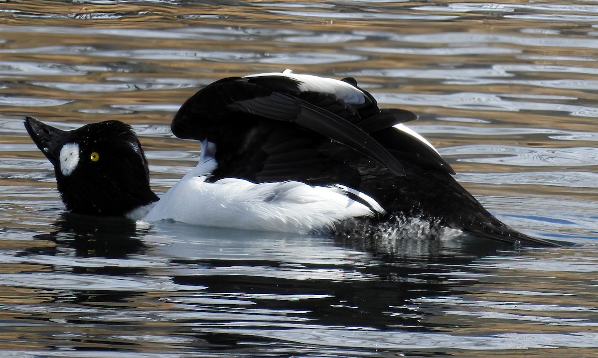 Murgilari urrebegia - ML646695923