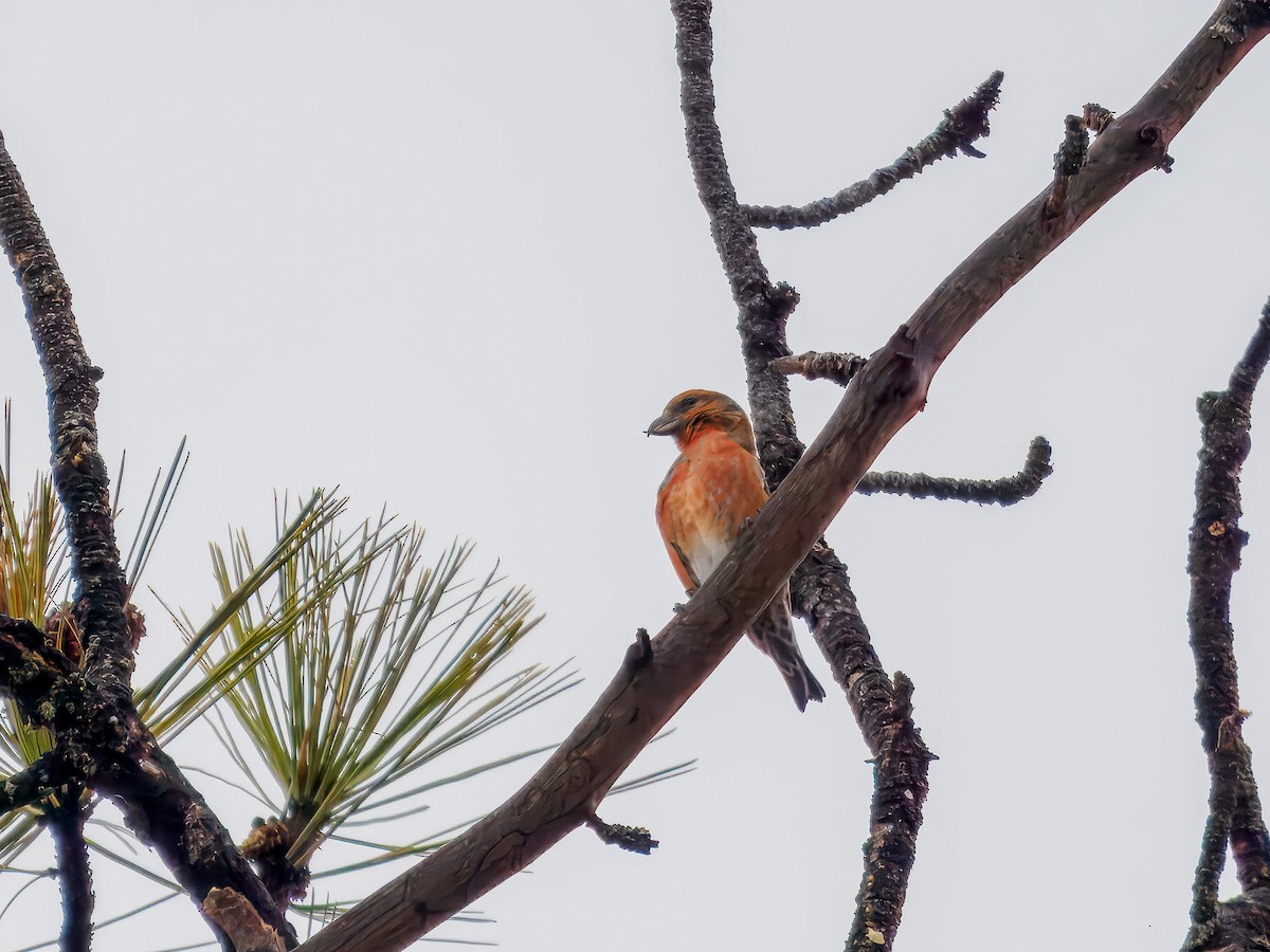 Bec-croisé des sapins - ML646695925