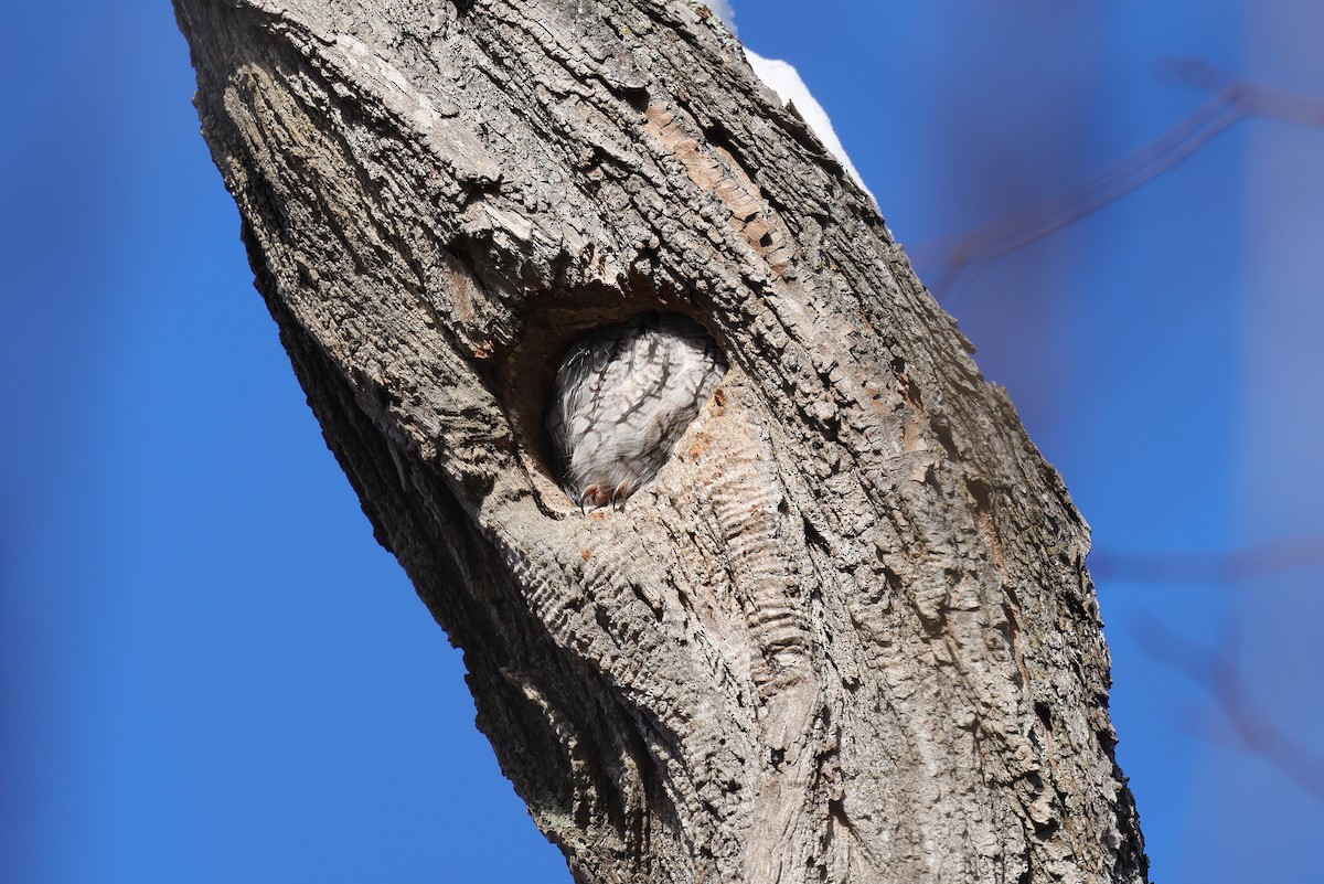Eastern Screech-Owl - ML646695926