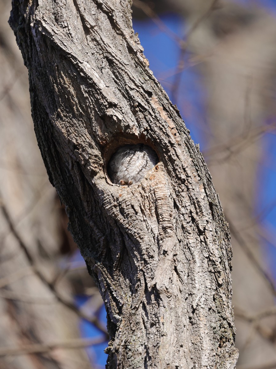 Eastern Screech-Owl - ML646695927