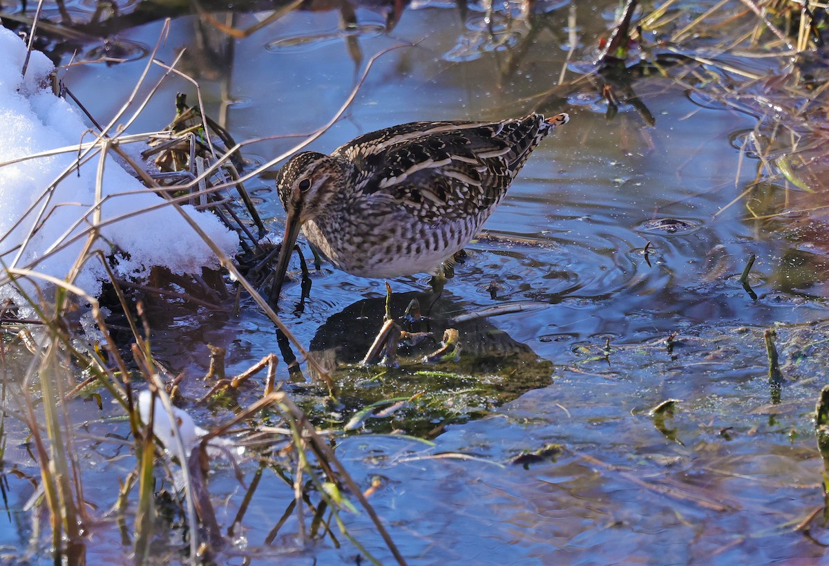 Wilson's Snipe - ML646695928