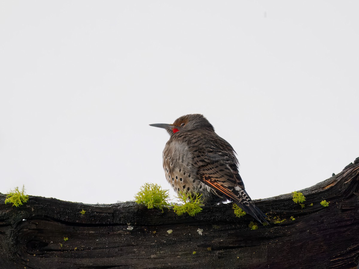 Pic flamboyant - ML646695929