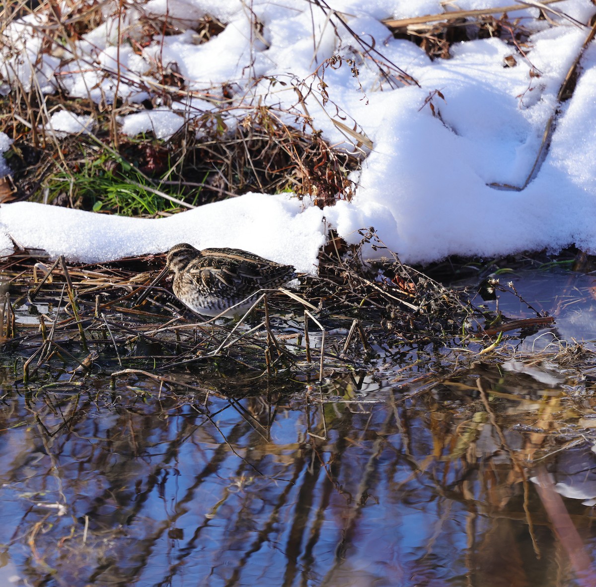 Wilson's Snipe - ML646695931