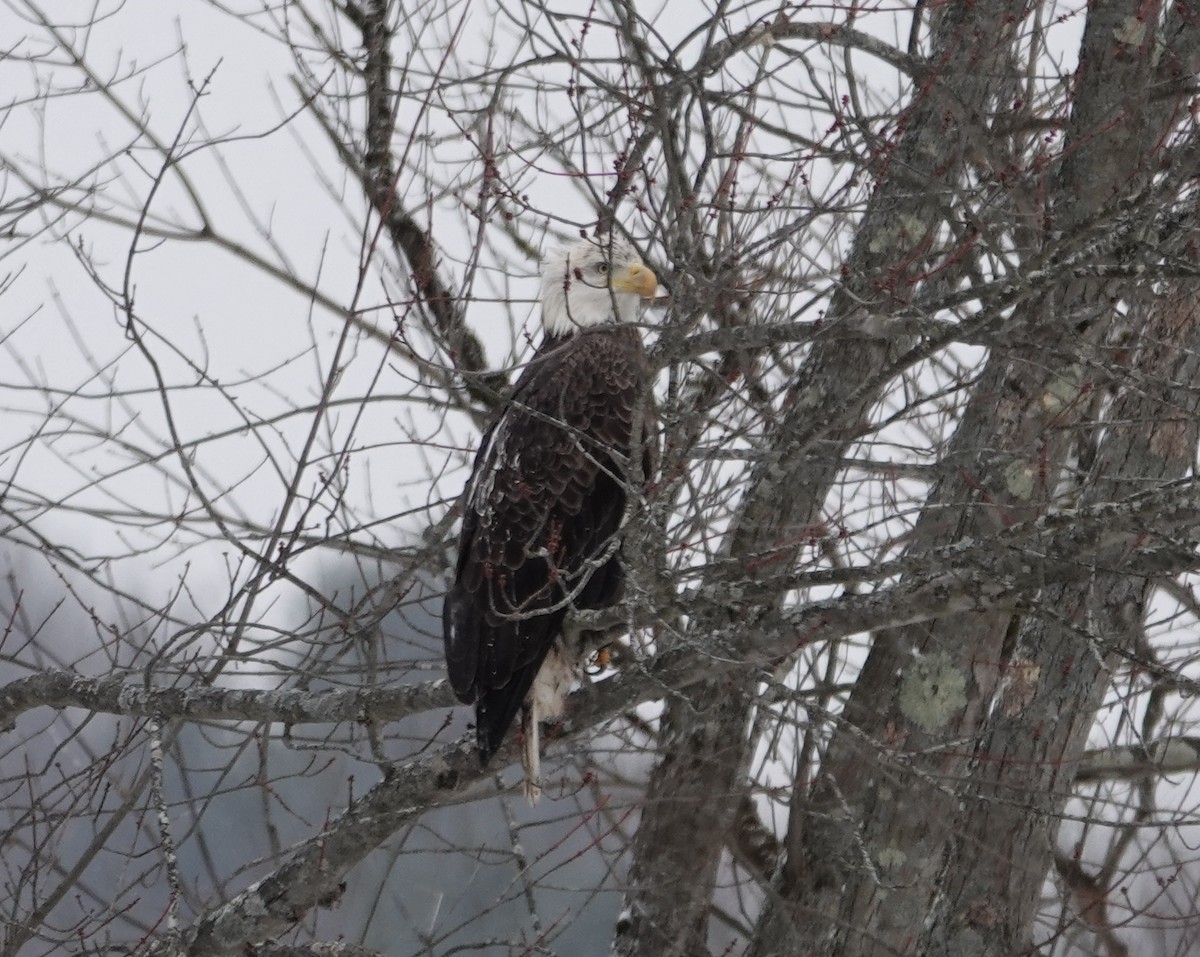 Itsas arrano buruzuria - ML646695932