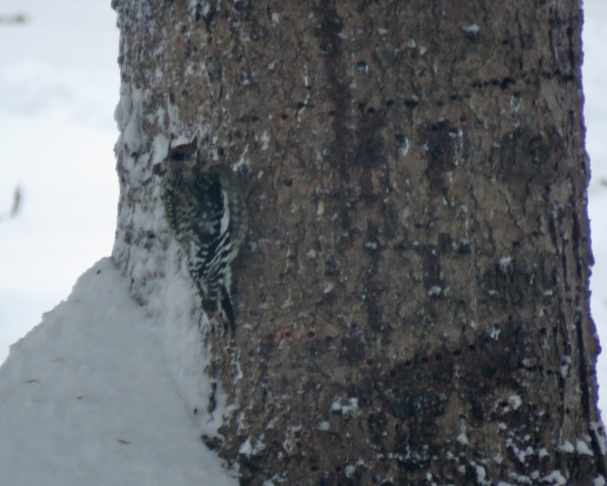 Sarı Karınlı Ağaçkakan - ML646695935