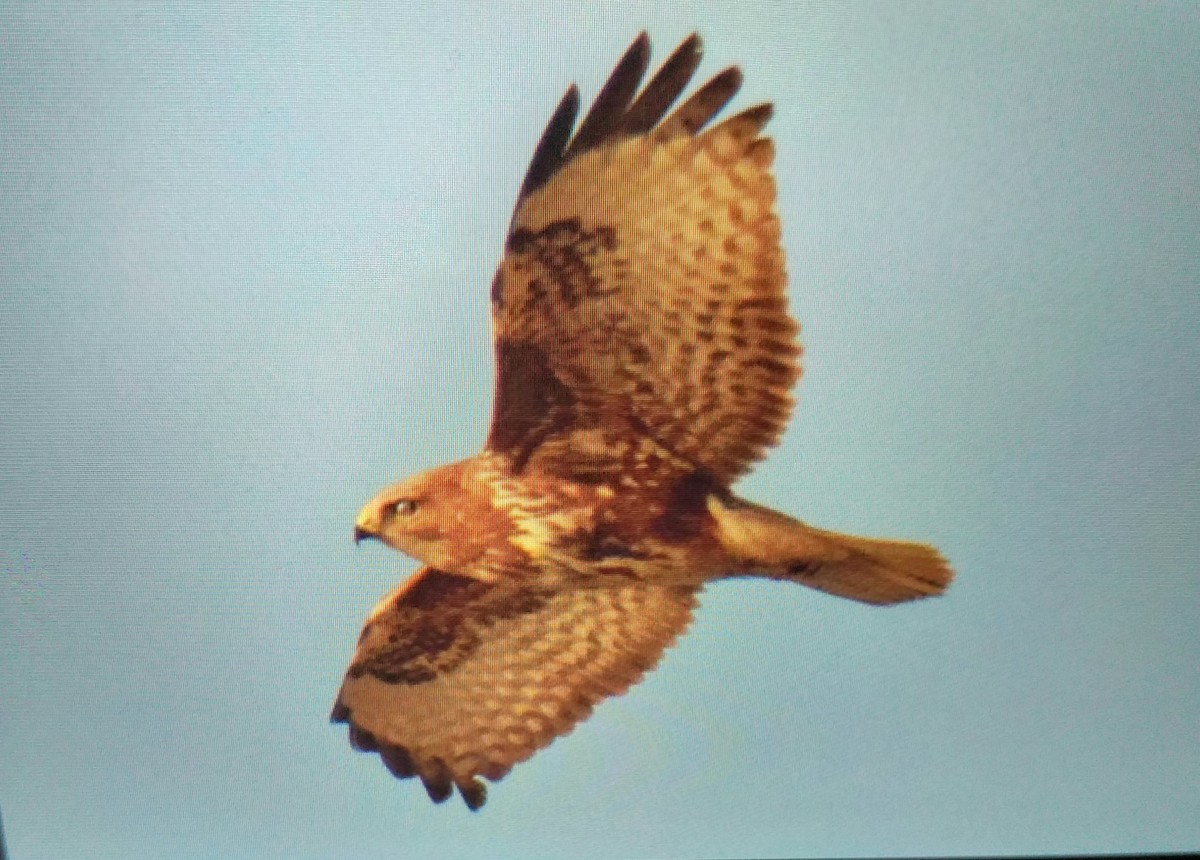 Mäusebussard - ML646695936