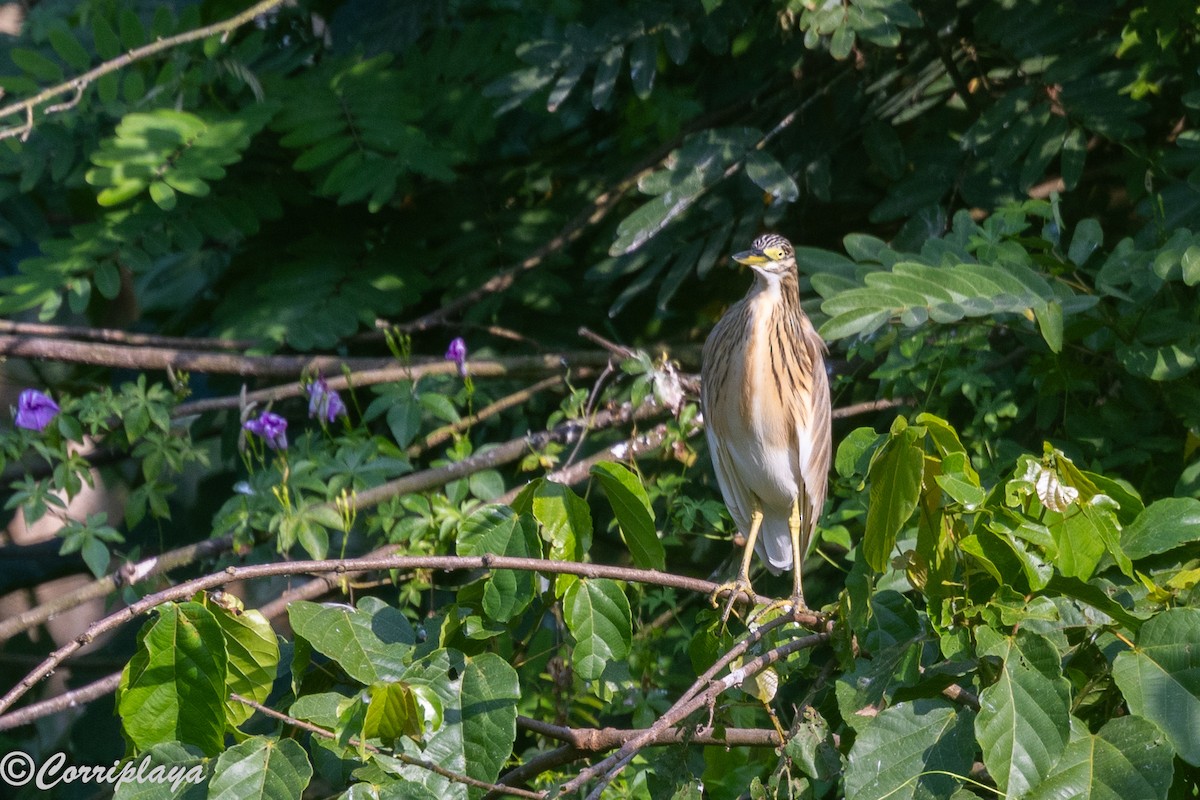 Garcilla Cangrejera - ML646695937