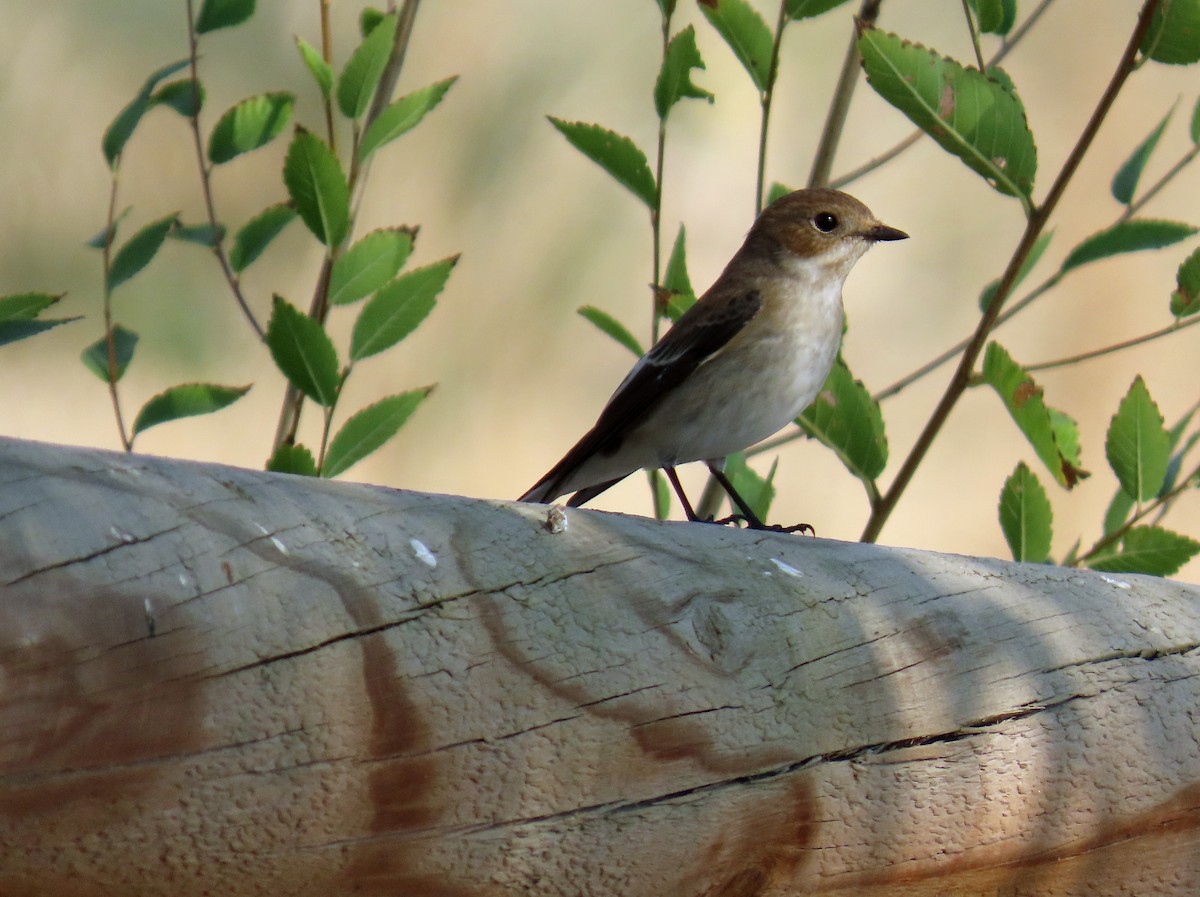 マダラヒタキ - ML646695938