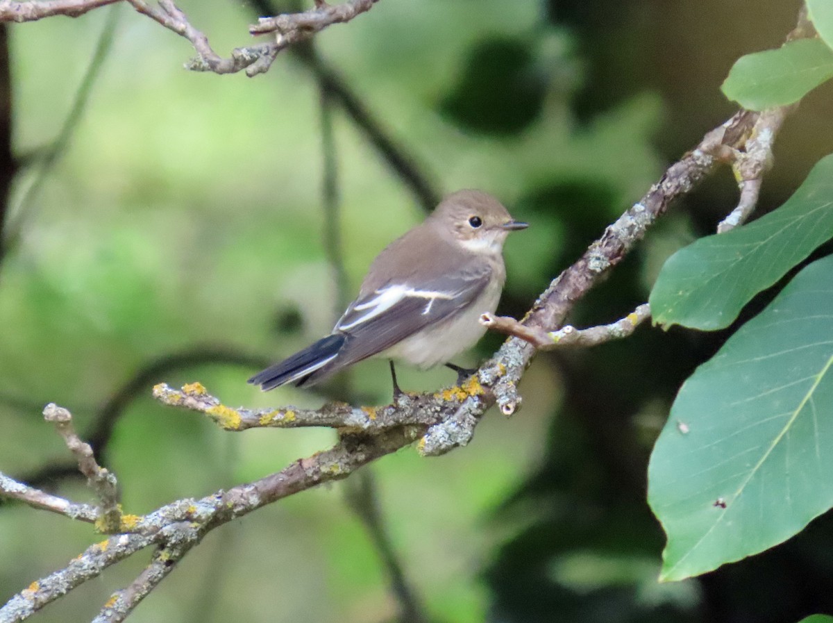 マダラヒタキ - ML646695939