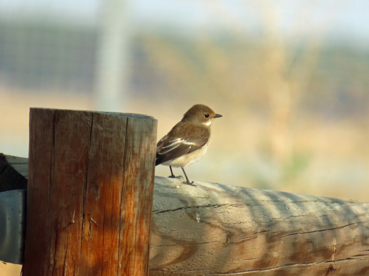 マダラヒタキ - ML646695940