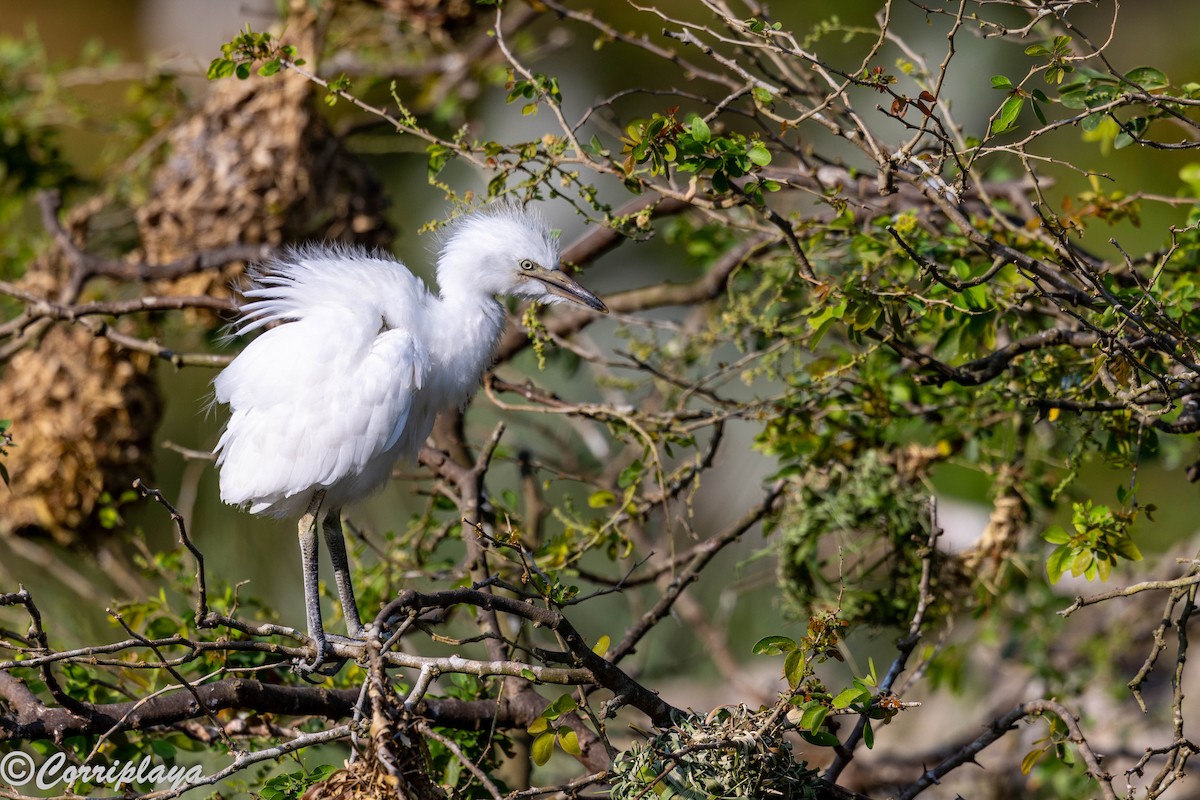 Garcilla Bueyera Occidental - ML646695941
