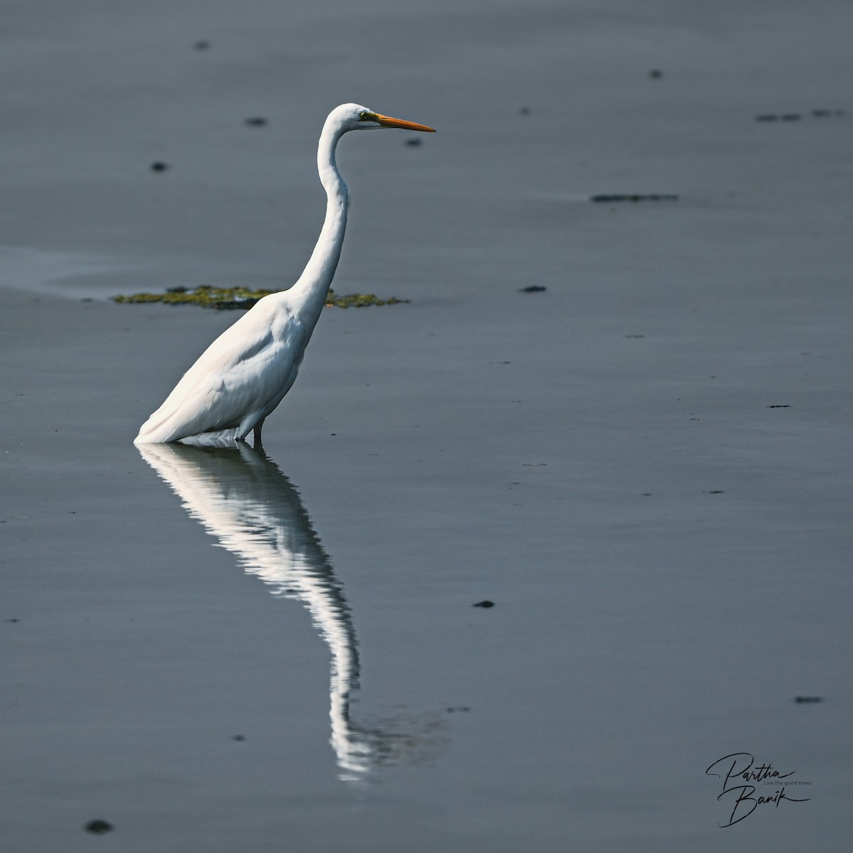 Airone bianco maggiore - ML646695942