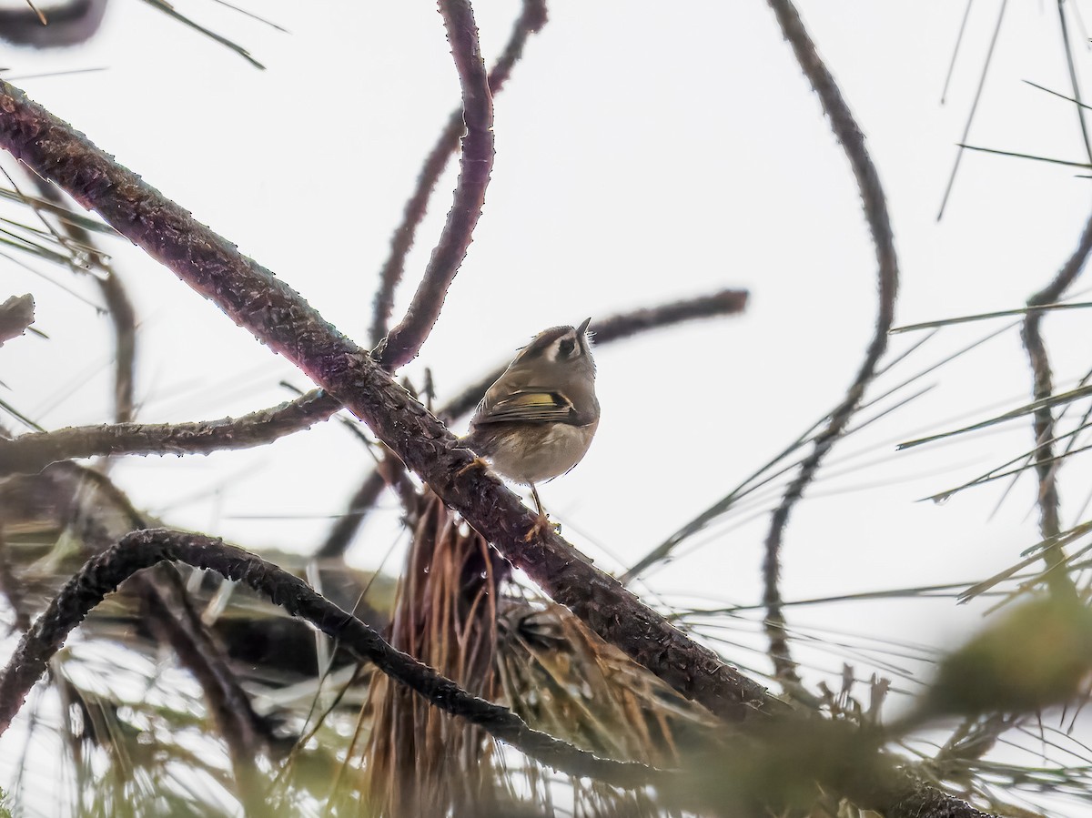 Roitelet à couronne dorée - ML646695943