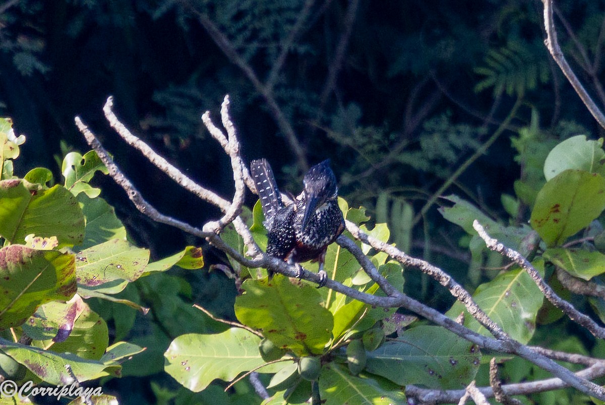 Martín Gigante Africano - ML646695944