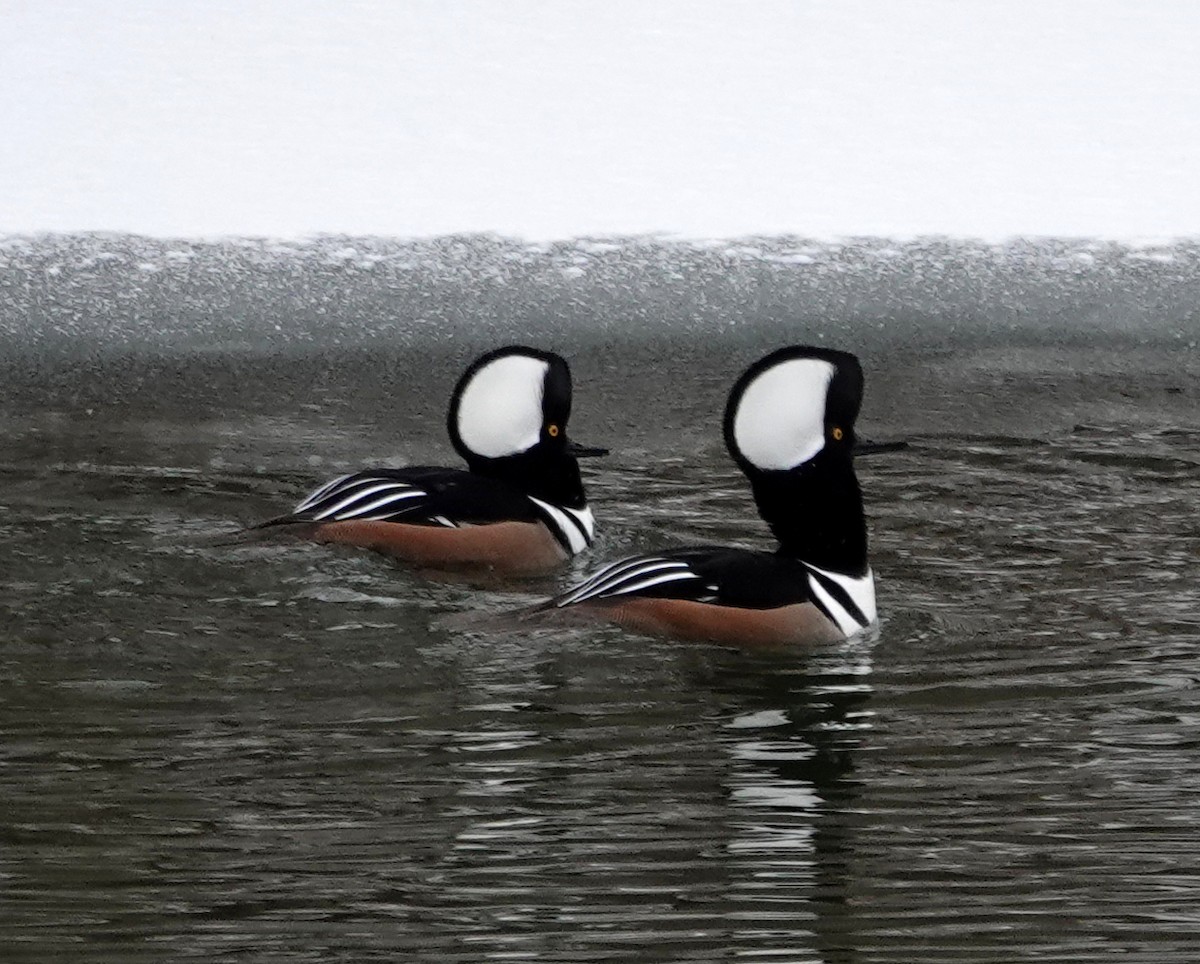 Zerra buruhandia - ML646695945