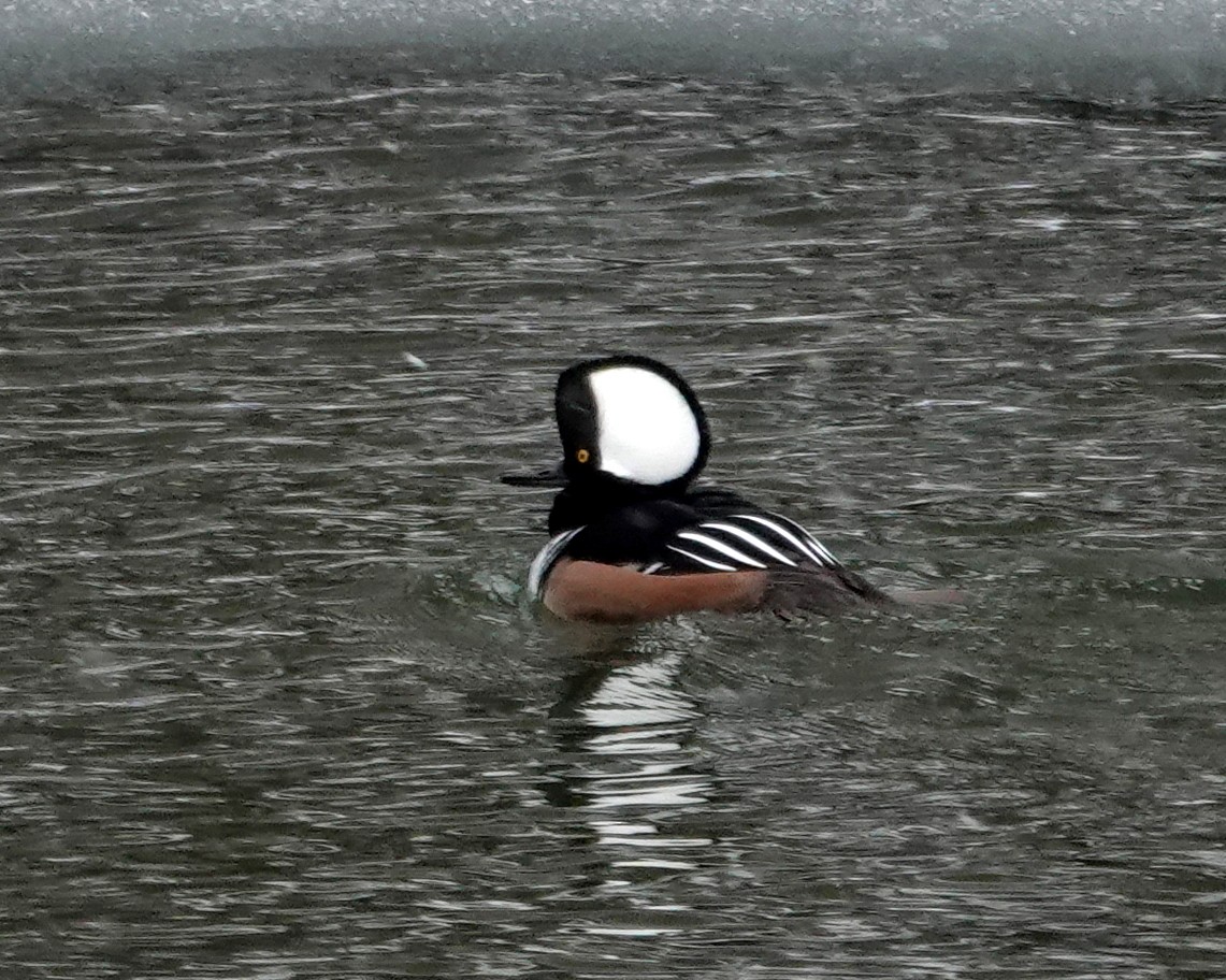 Zerra buruhandia - ML646695946