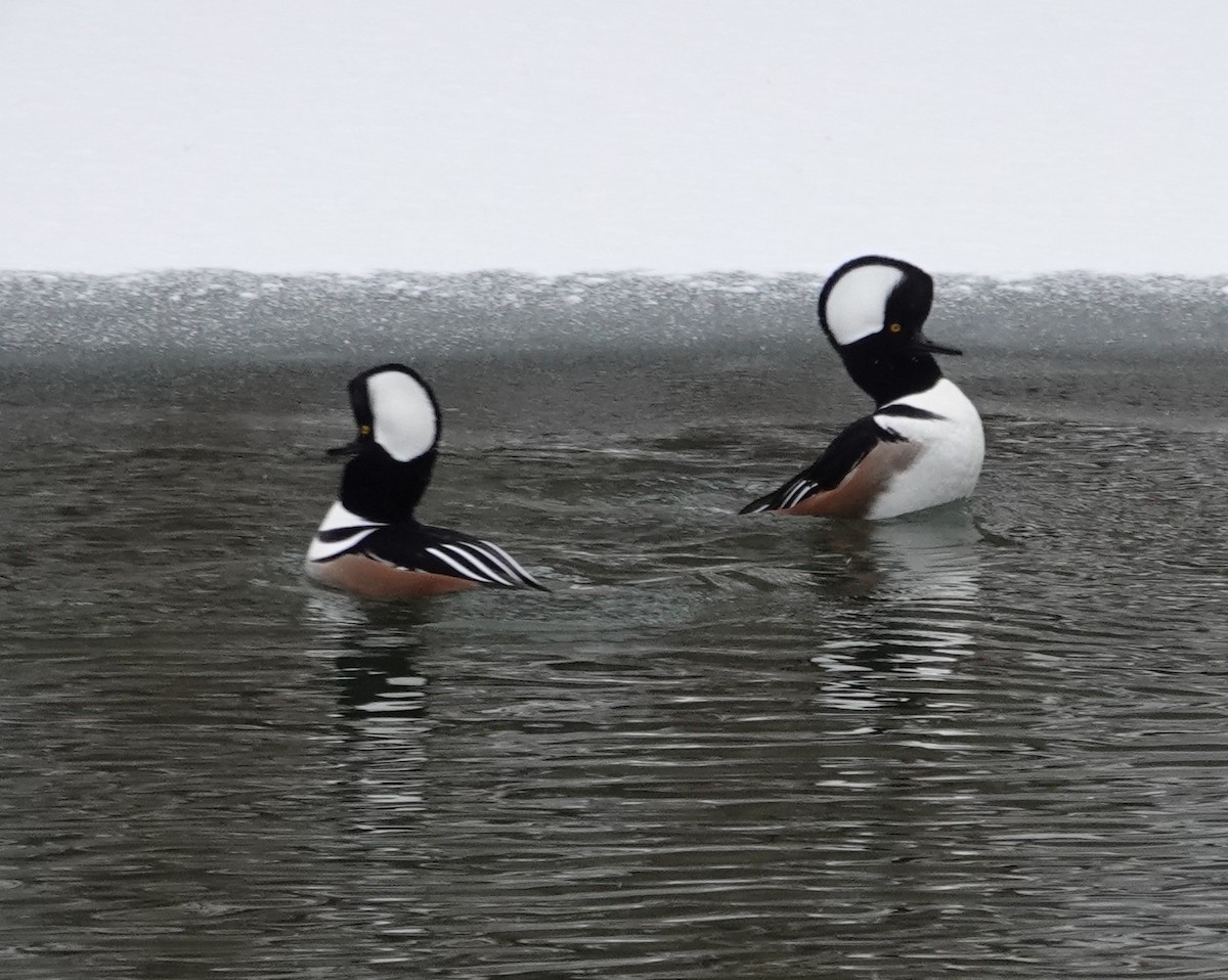 Zerra buruhandia - ML646695947